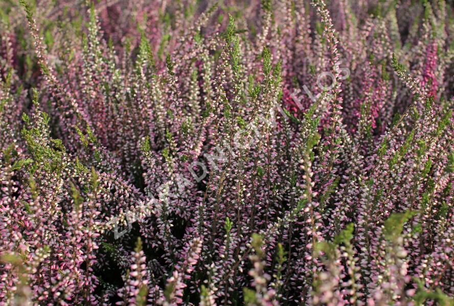 Vřes obecný 'Lena' (Garden girls®) - Calluna vulgaris 'Lena' (Garden girls®)