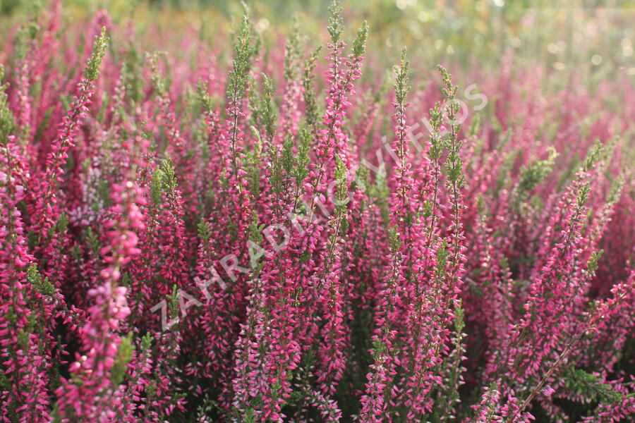 Vřes obecný 'Martina' (Garden girls®) - Calluna vulgaris 'Martina' (Garden girls®)