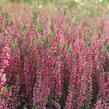 Vřes obecný 'Martina' (Garden girls®) - Calluna vulgaris 'Martina' (Garden girls®)