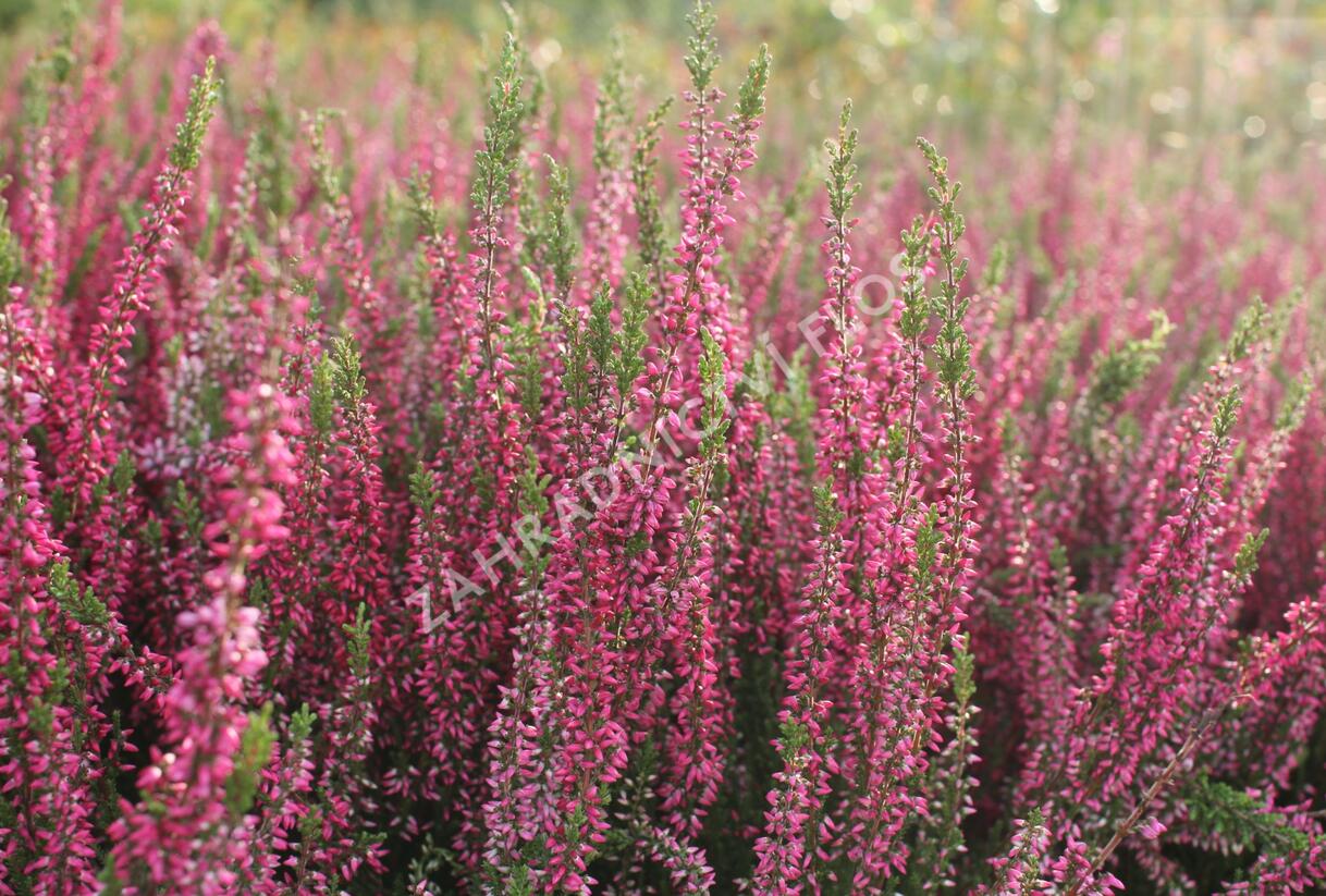 Vřes obecný 'Martina' (Garden girls®) - Calluna vulgaris 'Martina' (Garden girls®)