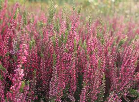 Vřes obecný 'Martina' (Garden girls®) - Calluna vulgaris 'Martina' (Garden girls®)