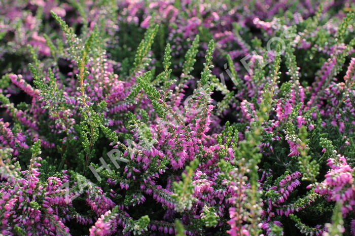 Vřes obecný 'Carmen neu' - Calluna vulgaris 'Carmen neu'