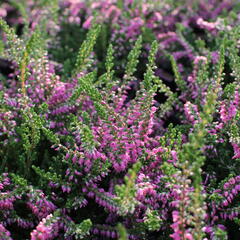 Vřes obecný 'Carmen neu' - Calluna vulgaris 'Carmen neu'