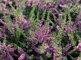 Vřes obecný 'Carmen neu' - Calluna vulgaris 'Carmen neu'