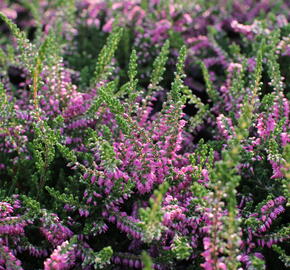 Vřes obecný 'Carmen neu' - Calluna vulgaris 'Carmen neu'