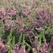 Vřes obecný 'Carmen neu' - Calluna vulgaris 'Carmen neu'