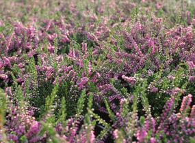 Vřes obecný 'Carmen neu' - Calluna vulgaris 'Carmen neu'