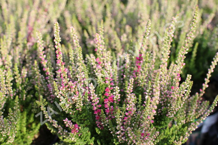 Vřes obecný 'Dark Beauty' - Calluna vulgaris 'Dark Beauty'