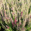 Vřes obecný 'Dark Beauty' - Calluna vulgaris 'Dark Beauty'