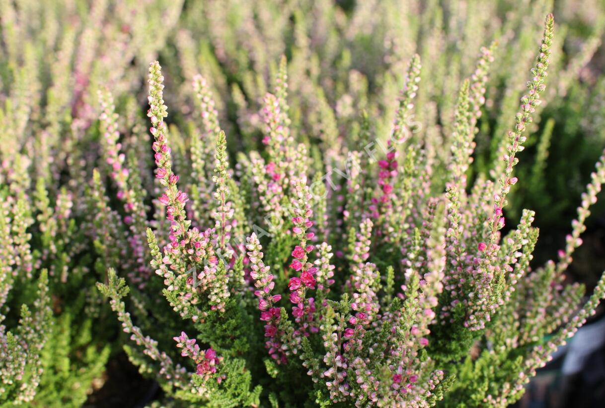 Vřes obecný 'Dark Beauty' - Calluna vulgaris 'Dark Beauty'