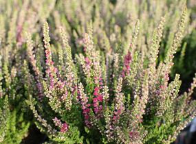 Vřes obecný 'Dark Beauty' - Calluna vulgaris 'Dark Beauty'