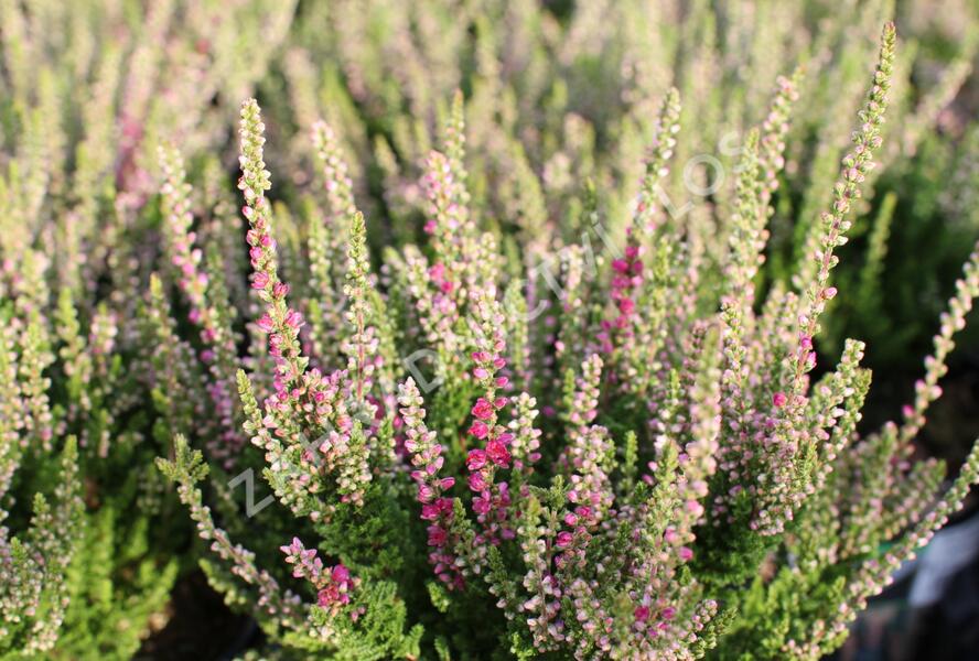 Vřes obecný 'Dark Beauty' - Calluna vulgaris 'Dark Beauty'