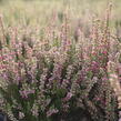 Vřes obecný 'Dark Beauty' - Calluna vulgaris 'Dark Beauty'