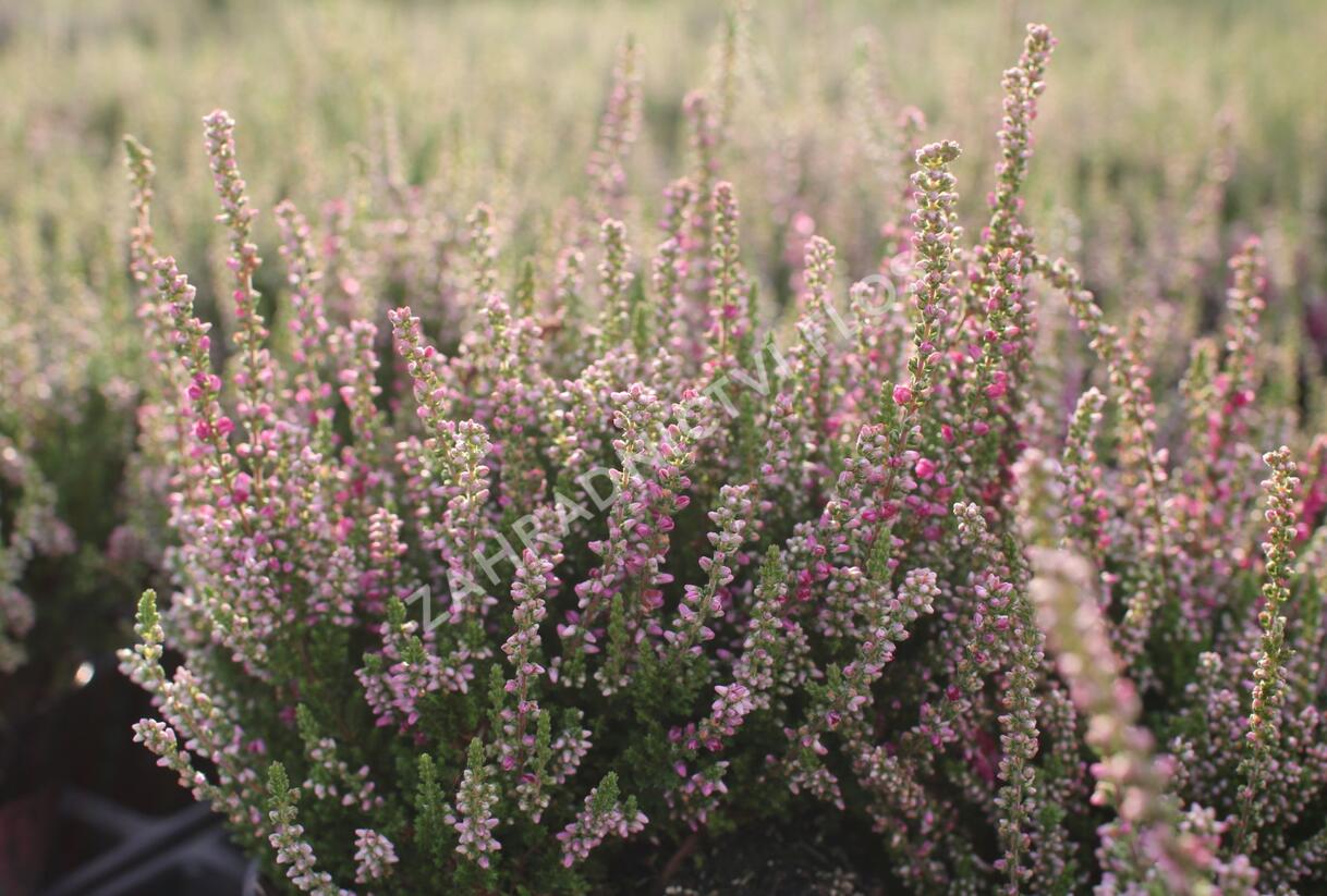 Vřes obecný 'Dark Beauty' - Calluna vulgaris 'Dark Beauty'