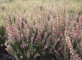 Vřes obecný 'Dark Beauty' - Calluna vulgaris 'Dark Beauty'