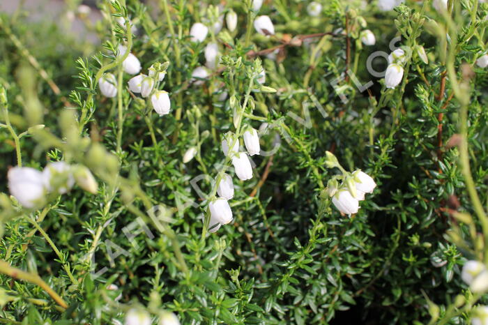 Dabécie kantabrijská, irský vřes 'Alberta White' - Daboecia cantabrica 'Alberta White'
