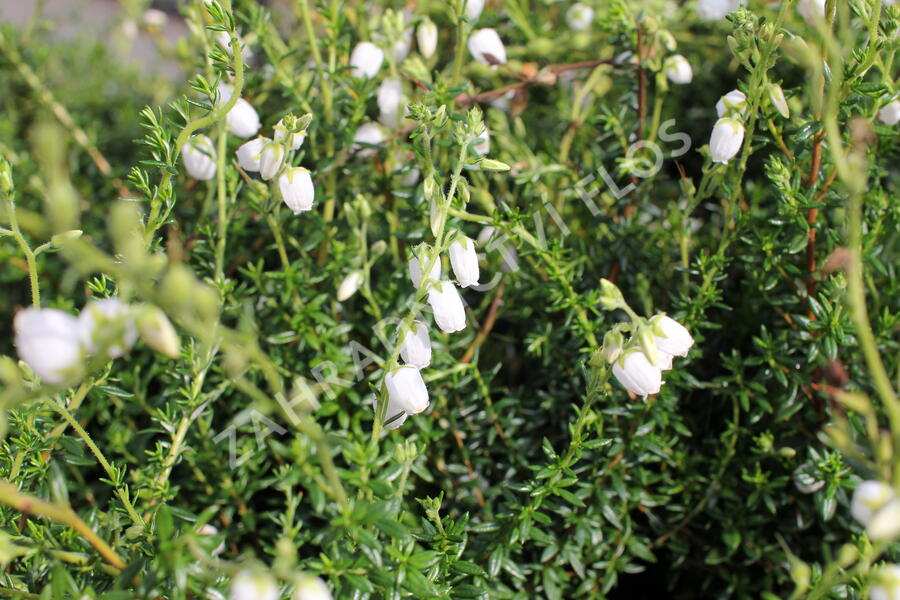 Dabécie kantabrijská, Irský vřes 'Alberta White' - Daboecia cantabrica 'Alberta White'