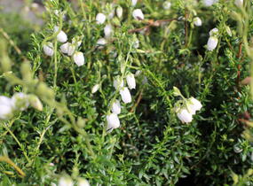 Dabécie kantabrijská, Irský vřes 'Alberta White' - Daboecia cantabrica 'Alberta White'