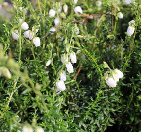 Dabécie kantabrijská, irský vřes 'Alberta White' - Daboecia cantabrica 'Alberta White'