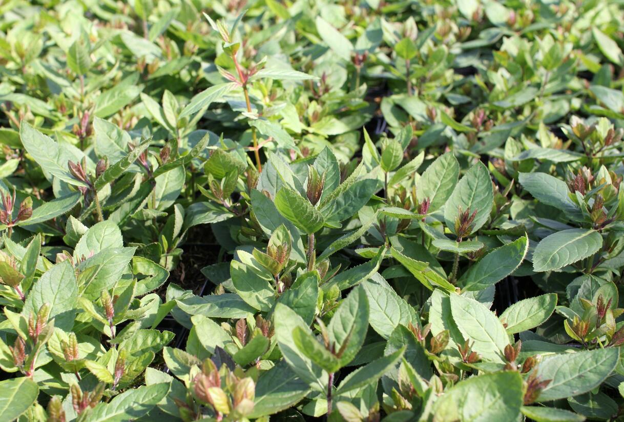 Rozrazilovec viržinský 'Challenger' - Veronicastrum virginicum 'Challenger'