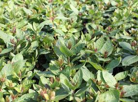 Rozrazilovec viržinský 'Challenger' - Veronicastrum virginicum 'Challenger'