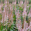 Rozrazilovec viržinský 'Challenger' - Veronicastrum virginicum 'Challenger'