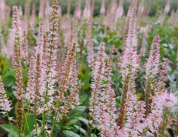 Rozrazilovec viržinský 'Challenger' - Veronicastrum virginicum 'Challenger'