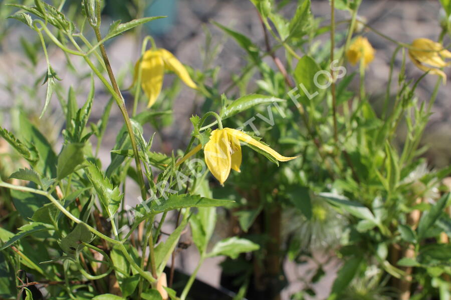Plamének tangutský - Clematis tangutica