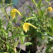 Plamének tangutský - Clematis tangutica