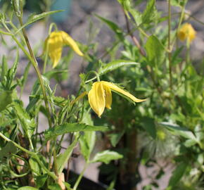 Plamének tangutský - Clematis tangutica