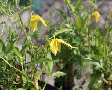 Plamének tangutský