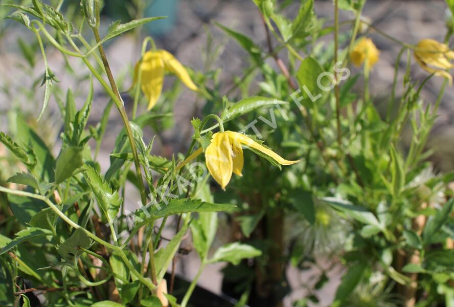 Plamének tangutský - Clematis tangutica