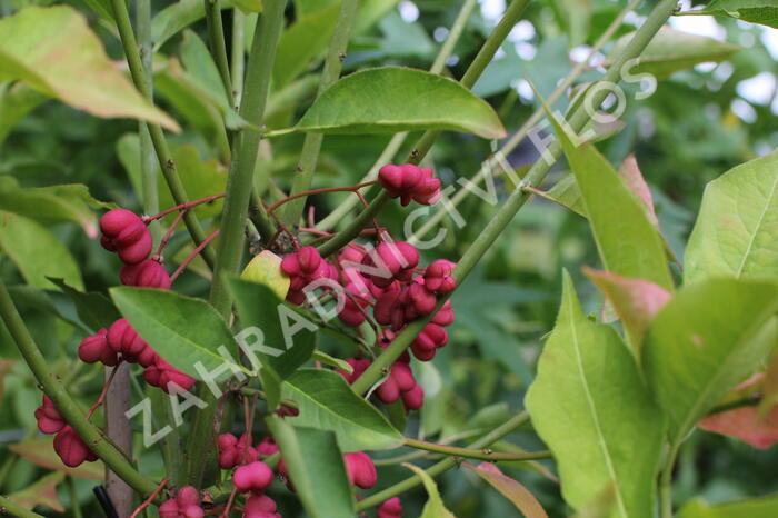 Brslen evropský - Euonymus europaeus