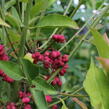 Brslen evropský - Euonymus europaeus