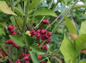 Brslen evropský - Euonymus europaeus