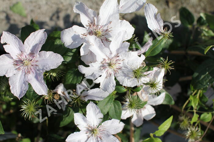 Plamének 'Hagley Hybrid' - Clematis 'Hagley Hybrid'