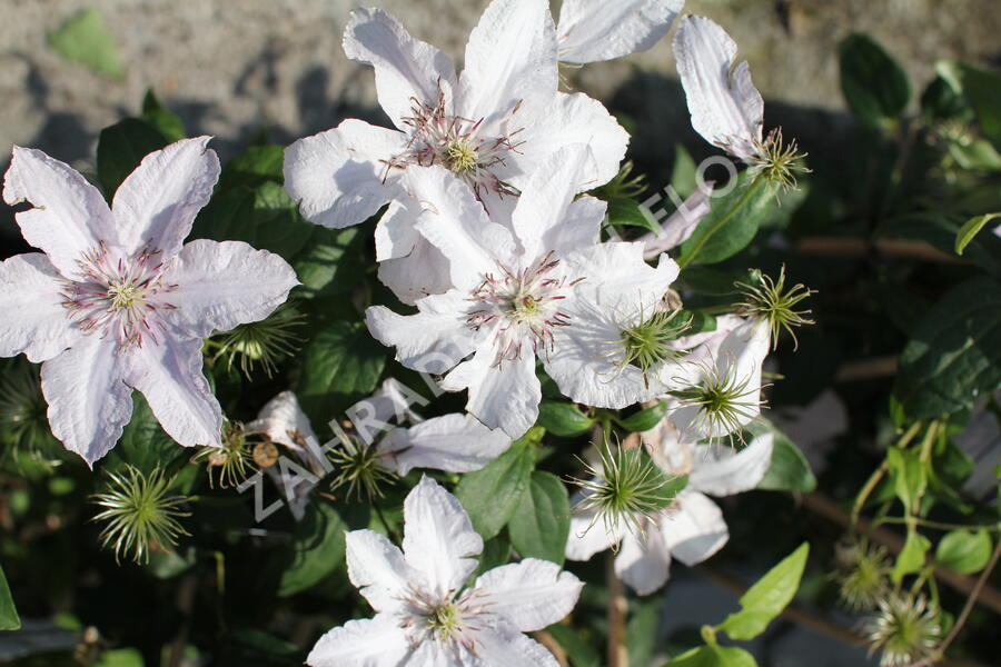 Plamének 'Hagley Hybrid' - Clematis 'Hagley Hybrid'