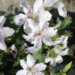 Plamének 'Hagley Hybrid' - Clematis 'Hagley Hybrid'