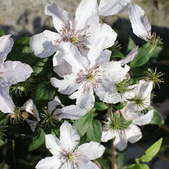 Plamének 'Hagley Hybrid' - Clematis 'Hagley Hybrid'