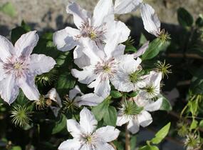 Plamének 'Hagley Hybrid' - Clematis 'Hagley Hybrid'