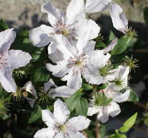 Plamének 'Hagley Hybrid' - Clematis 'Hagley Hybrid'