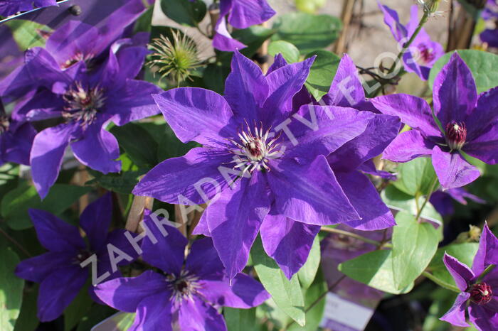 Plamének 'The President' - Clematis 'The President'