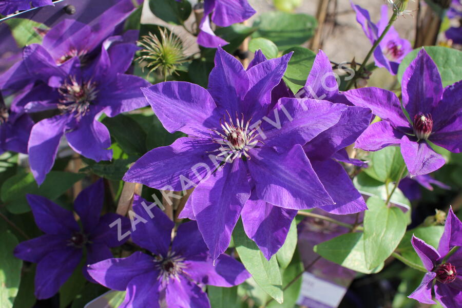 Plamének 'The President' - Clematis 'The President'