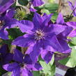 Plamének 'The President' - Clematis 'The President'