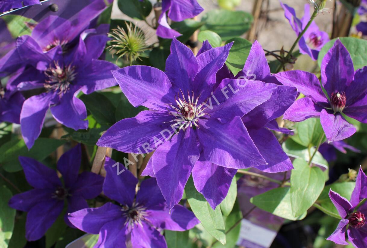 Plamének 'The President' - Clematis 'The President'