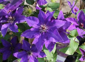 Plamének 'The President' - Clematis 'The President'