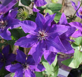 Plamének 'The President' - Clematis 'The President'