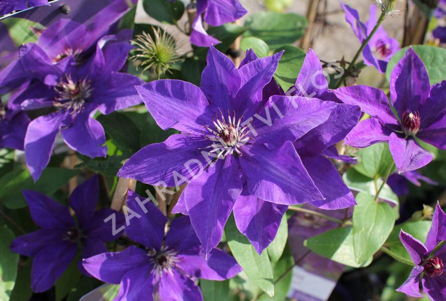 Plamének 'The President' - Clematis 'The President'