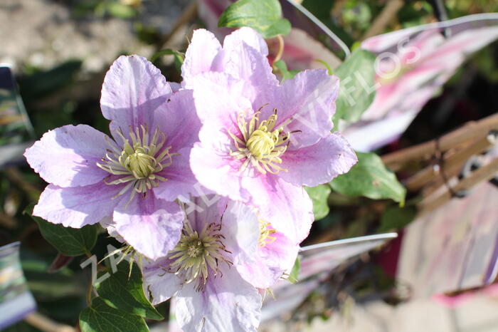 Plamének 'Piilu' - Clematis 'Piilu'