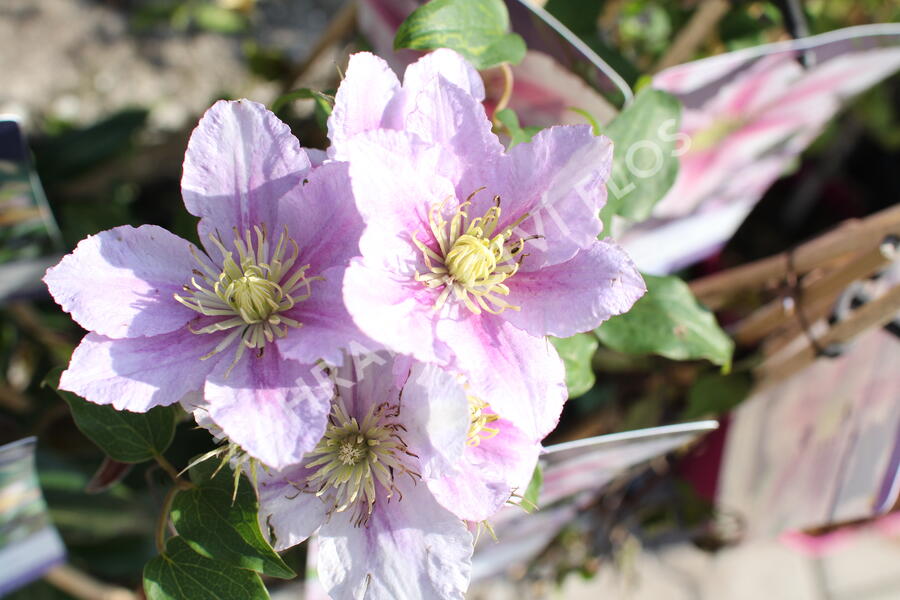 Plamének 'Piilu' - Clematis 'Piilu'